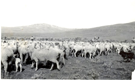 Historic-Photo-Sheep_