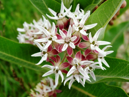 Asclepias speciosa