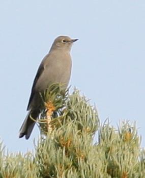Townsend's Solitaire