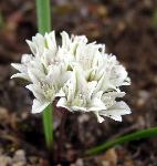 Brandegee Onion