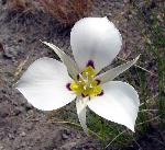 Sego Lily