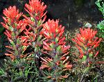NW Indian Paintbrush