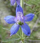 Nuttall Larkspur