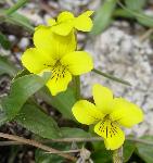 Goosefoot Violet