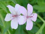 Sticky Geranium
