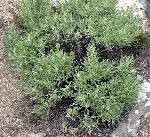 Big Sagebrush