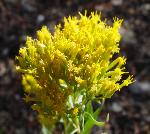 Green Rabbitbrush