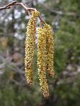 Mountain Alder