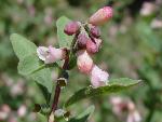 Snowberry