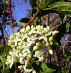 RedOsier Dogwood