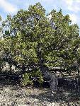 Utah Juniper
