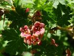 Alpine Prickly Currant