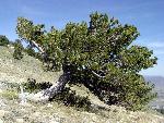 Limber Pine