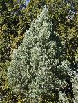 Singleleaf Pinyon Pine