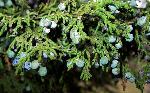 Rocky Mountain Juniper