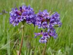Rydberg Penstemon