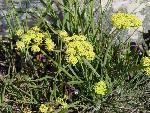 Narrowleaf Lomatium