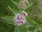 Showy Milkweed