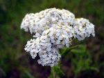 Yarrow