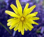 Mountain Dandelion
