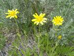 Foothills Arnica