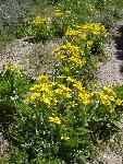 Arrowleaf Balsamroot