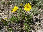 Hooker Balsamroot