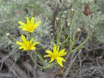 Tapertip Hawksbeard