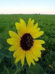 Common Sunflower