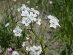 Spotted Forget-Me-Not