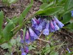 Sagebrush Bluebell