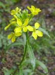 Wallflower