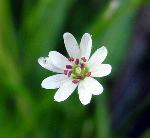 Longstalk Starwort