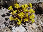 Lanceleaved Sedum