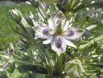 Green Gentian