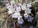 Ballhead Waterleaf