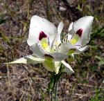 White Mariposa Lily