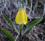 Yellow Bells