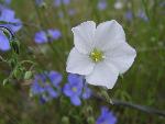 Lewis' Flax
