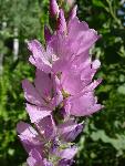 NM Checkermallow
