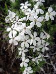 Cushion Phlox