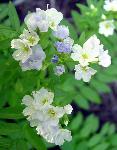 Jacob's Ladder