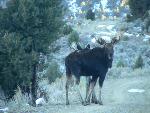 Moose 