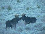 Moose