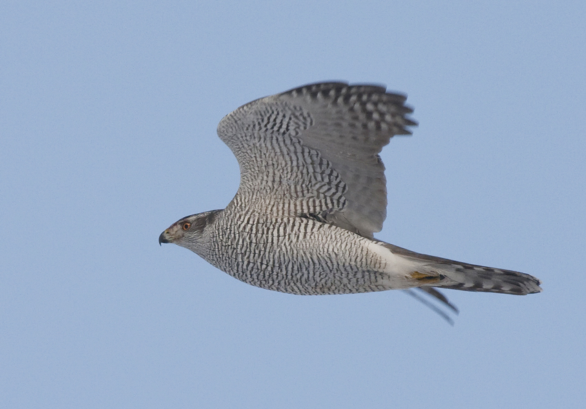 Northern Goshawk