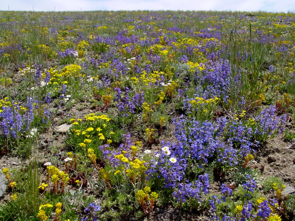 Alpine-flora