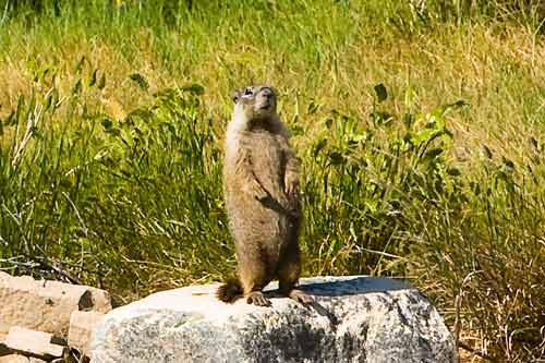 marmot