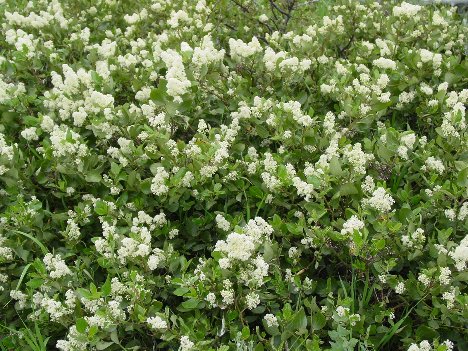 ceanothus velutinus