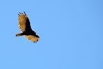Turkey Vulture