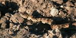 Rattlesnake